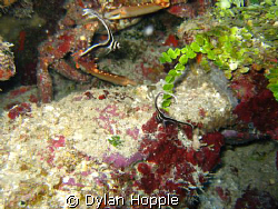 2 drum fish and a crab by Dylan Hopple 